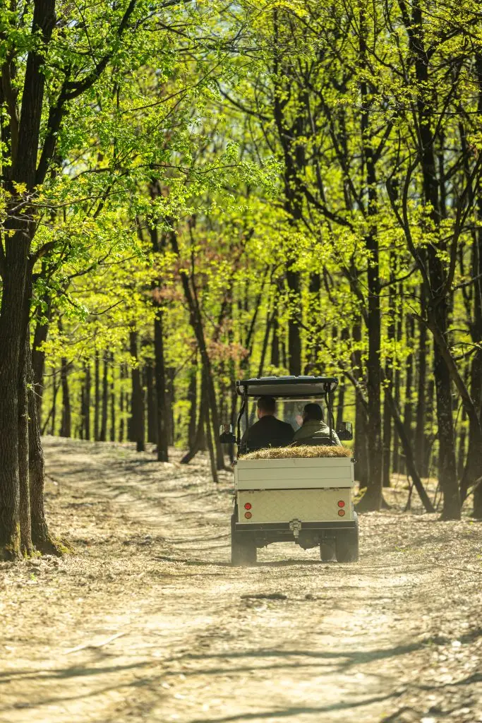 Drum prin pădurea verde a Tărâmului, pe traseul Escapadei Private