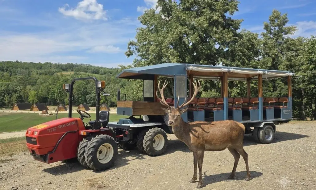 Tractorașul de safari cu un cerb alături, în Tărâmul Cerbilor